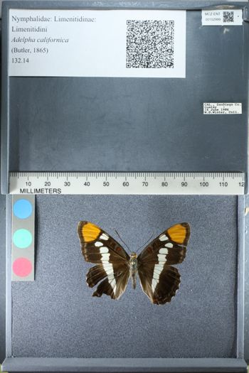 Media type: image;   Entomology 152999